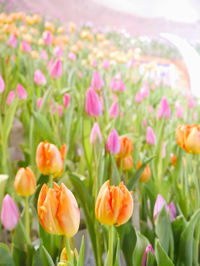 公園のアイスチューリップ