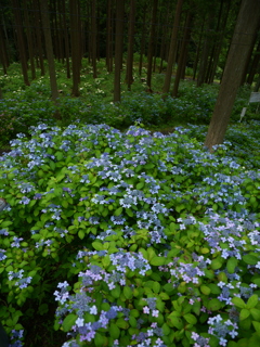 みちのくあじさい園の紫陽花Ⅱ