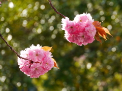 公園の八重桜