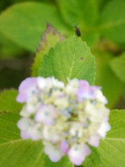 資福寺の紫陽花2018Ⅷ
