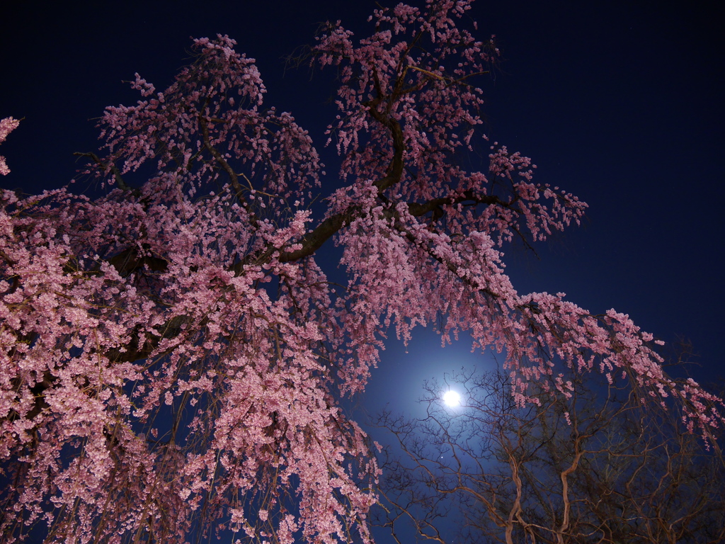 月見桜