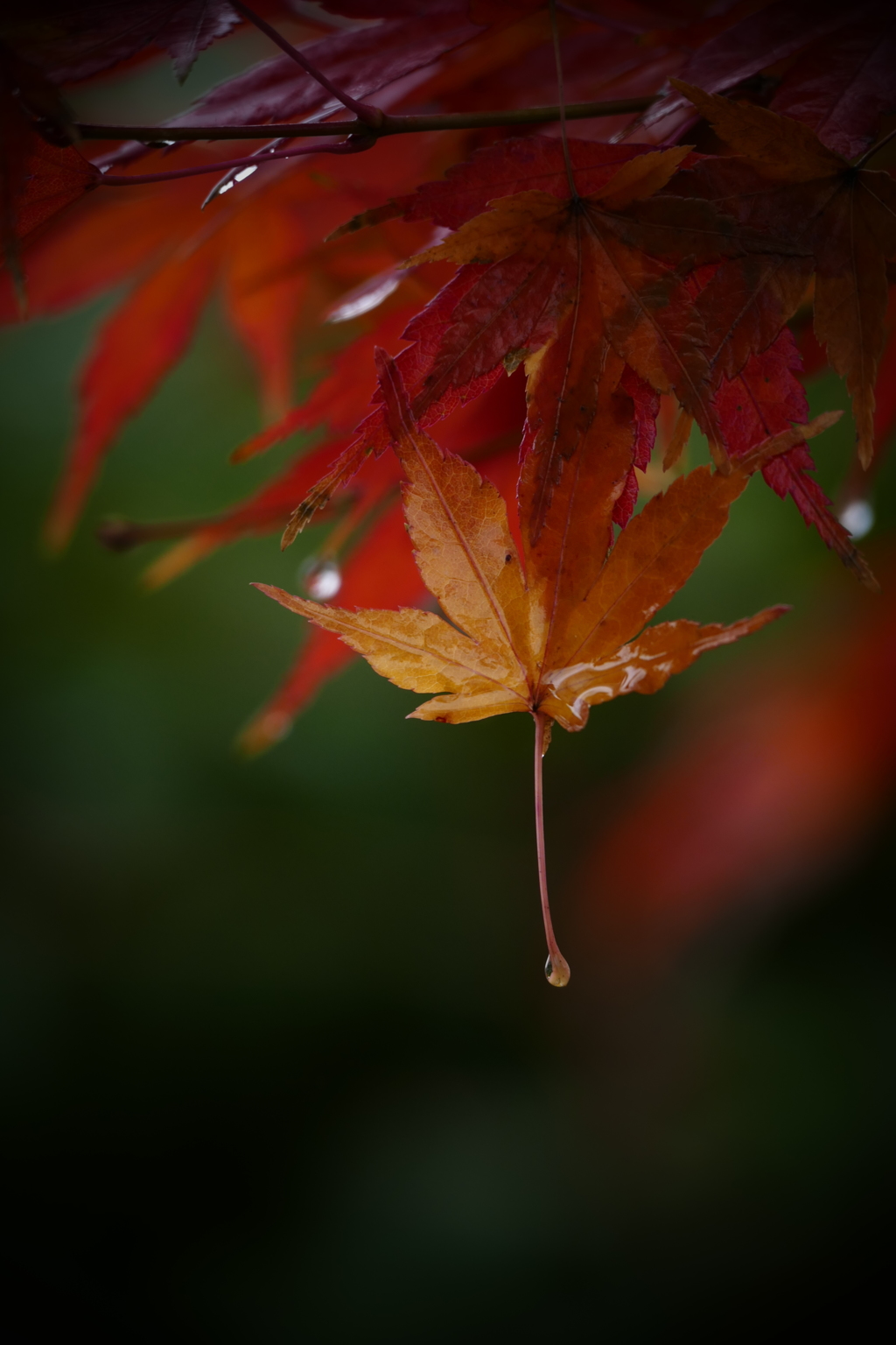 雨の庭先Ⅲ