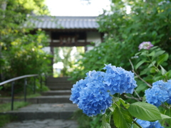 資福寺の紫陽花2022