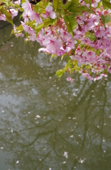 鹽竈神社の桜風景Ⅶ