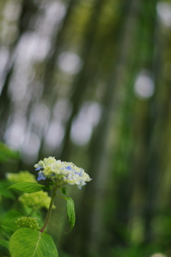 東沢バラ公園の紫陽花