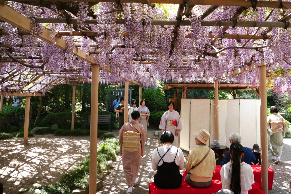 金蛇水神社の藤