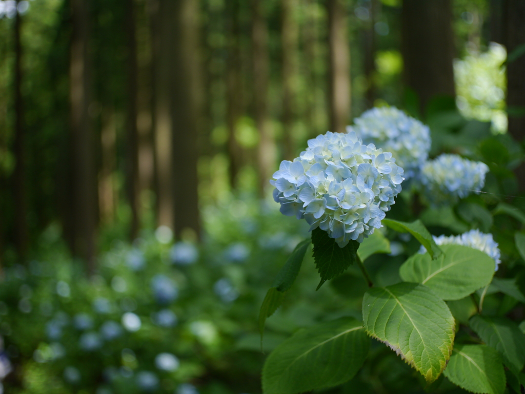 みちのくあじさい園の紫陽花2022Ⅺ