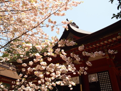 志波彦神社の鹽竈桜
