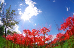 公園の彼岸花