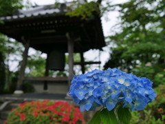 資福寺の紫陽花2016Ⅲ