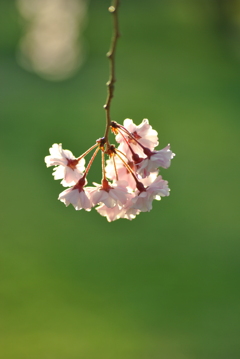 河原の枝垂れ桜