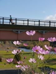 師走の秋桜