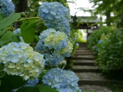 資福寺の紫陽花2018