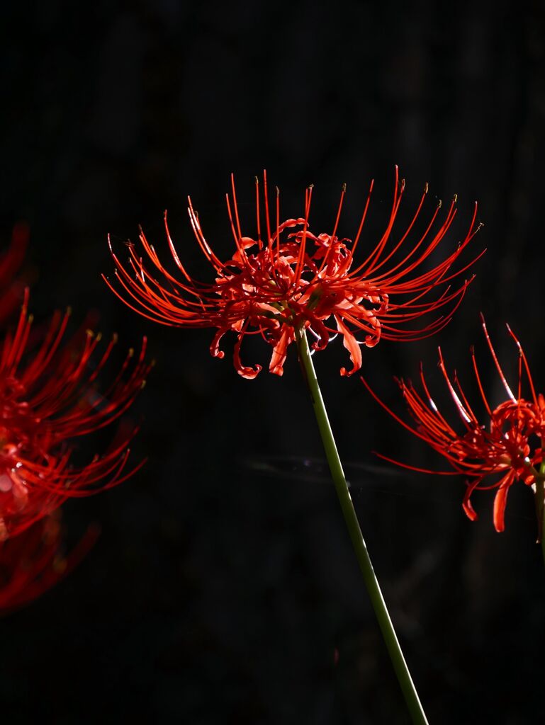 船岡城址公園の彼岸花Ⅳ