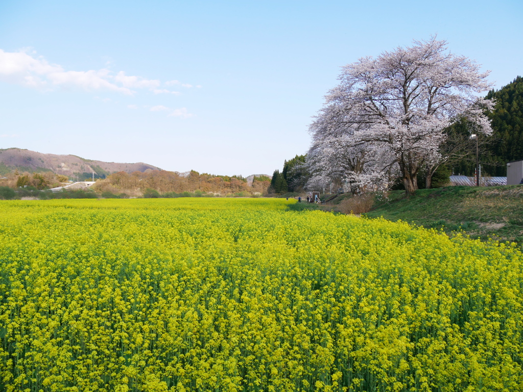 河川敷の菜の花畑2024Ⅲ