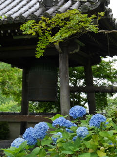 資福寺の紫陽花2020Ⅶ