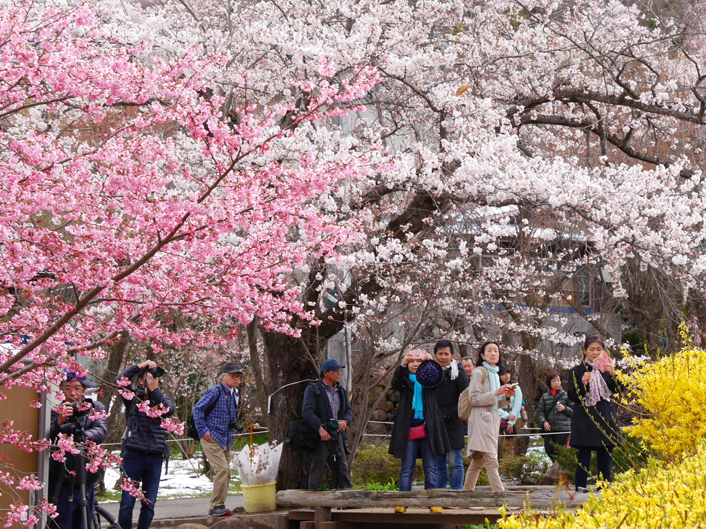 花見山公園2019