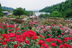 東沢バラ公園のバラ2022