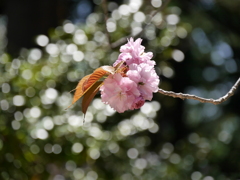 鹽竈神社の鹽竈桜2021Ⅹ