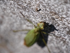 公園のカマキリ