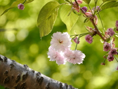 鹽竈神社の梅護寺数珠掛桜