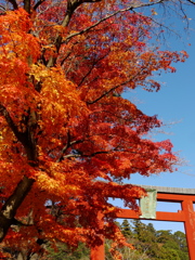 鹽竈神社のモミジⅣ