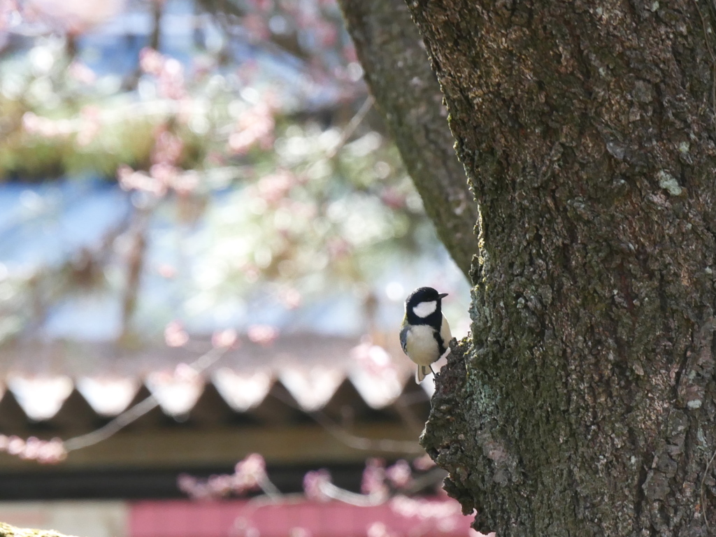 職場のシジュウカラ