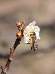 農業園芸センターのミツバチⅡ