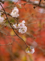 鹽竈神社の四季桜2021