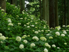 みちのくあじさい園の紫陽花2020Ⅲ