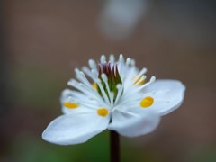 野草園のバイカオウレン