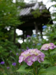 資福寺の紫陽花2025Ⅱ