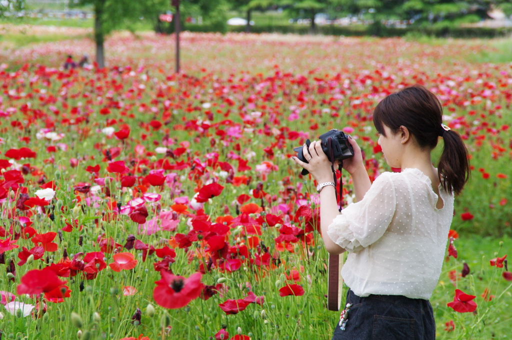 公園のポピー畑2019Ⅱ