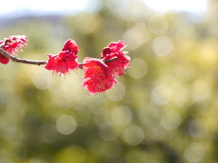 公園の紅梅2019Ⅱ