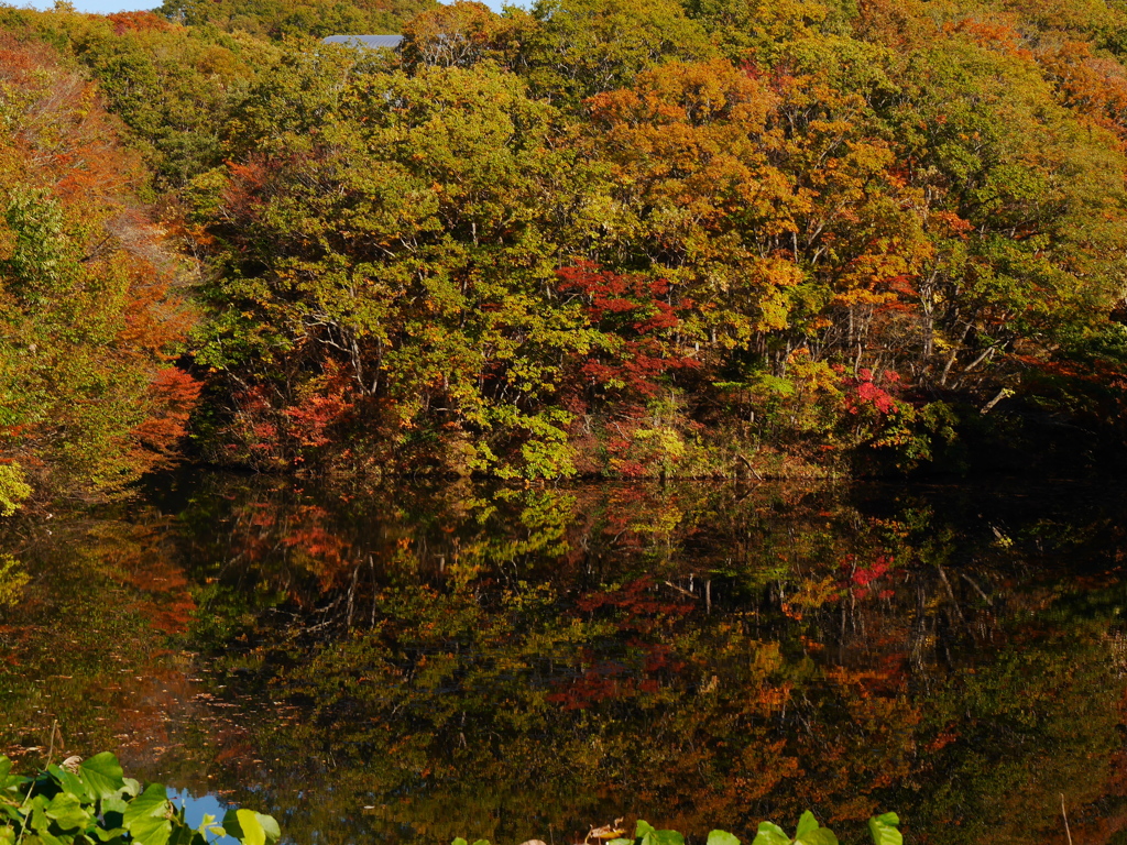 図書館の紅葉