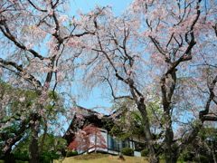 鹽竈神社の枝垂れ桜Ⅱ