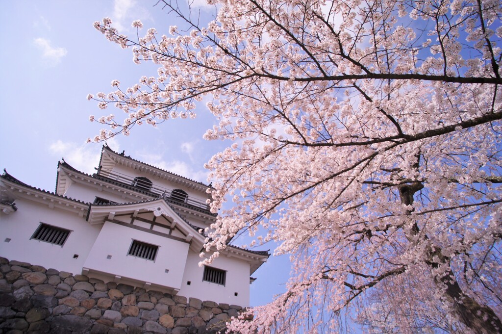 白石城の桜2021Ⅵ