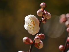 公園の白梅2019