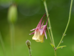 野草園のオダマキ