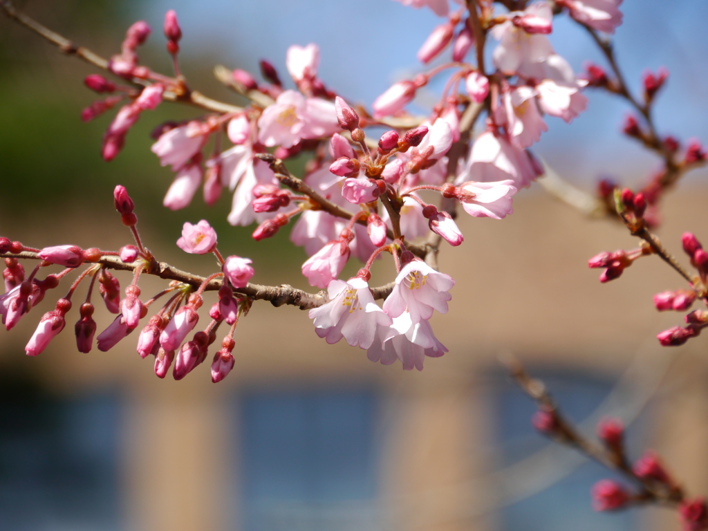 職場の桜