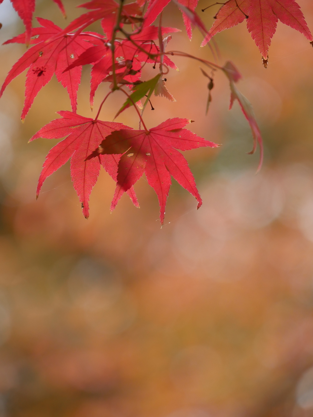 薬師堂のモミジ