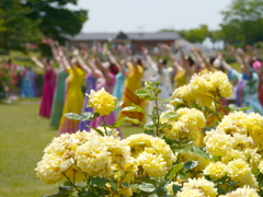 東沢バラ公園のバラ2024Ⅱ