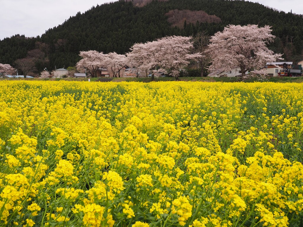 河川敷の菜の花畑2020