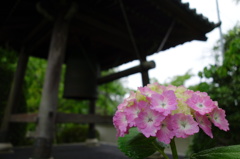 資福寺の紫陽花Ⅳ