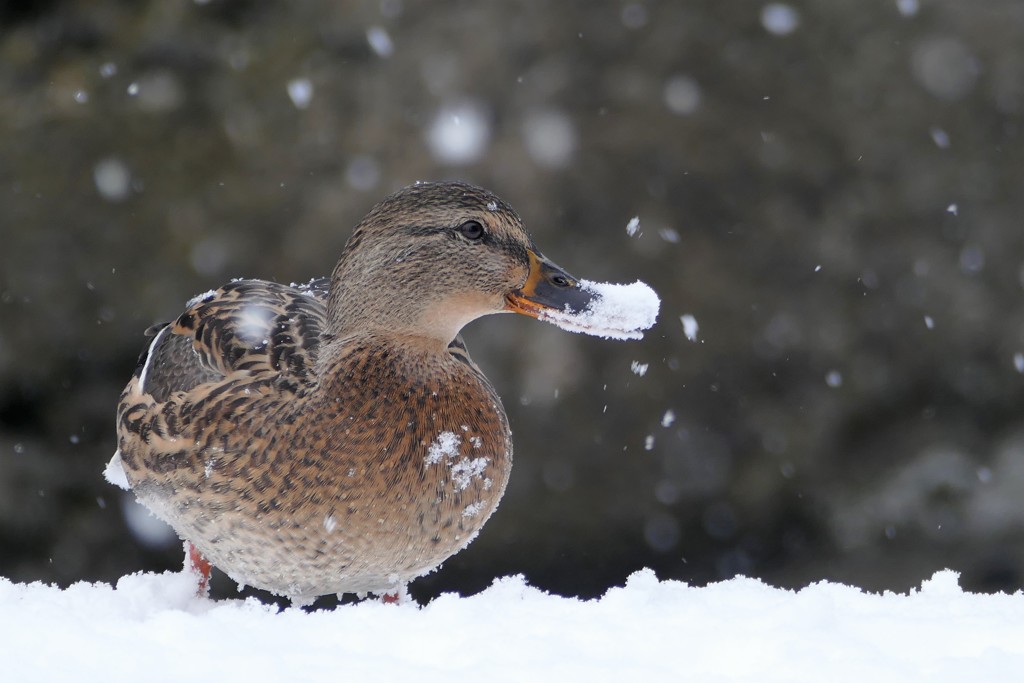 雪の小樽Ⅳ