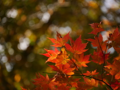 鳴子峡の紅葉Ⅲ