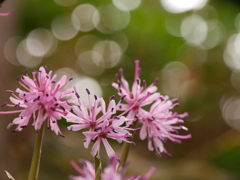 野草園のショウジョウバカマⅡ