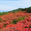 徳仙丈山のツツジ2024