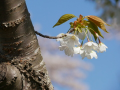 河原の桜Ⅲ