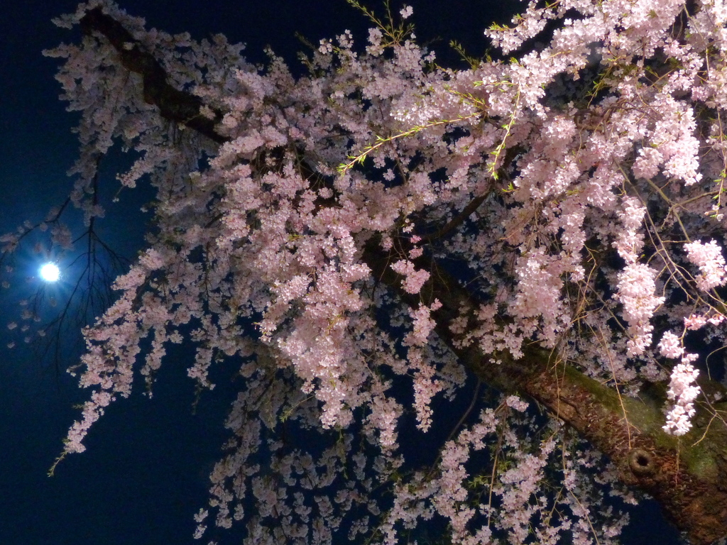 近所の枝垂れ桜Ⅲ